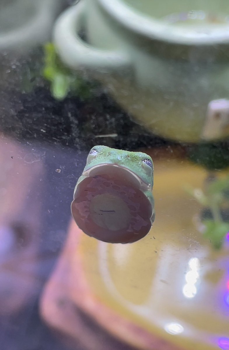 ぴよ@カエルと暮らす tweet media