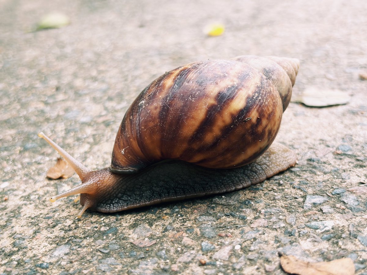 甲安蝶聆 tweet media