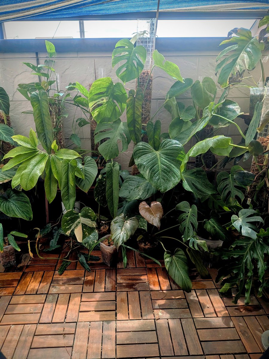 みなにく優月 tweet media