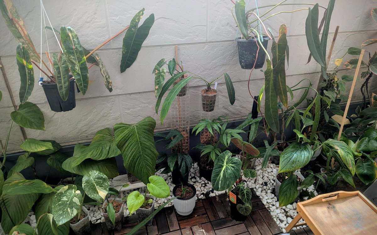 みなにく優月 tweet media