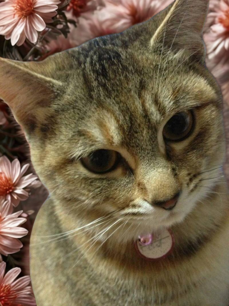 kanomi_02's tweet photo. @mekuso_ouji 
大昔に猫に名前を名付けて貰った者です。
【ヨネスケ】は2026年4月4日にこの世を去りました。
13歳でした。
素晴らしい名前を名付けて下さりありがとうございました。 https://t.co/SEHQ1XpmCW