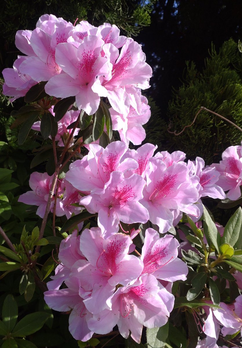 鬼ヶ島 一徳 バックドロップシンデレラ tweet media