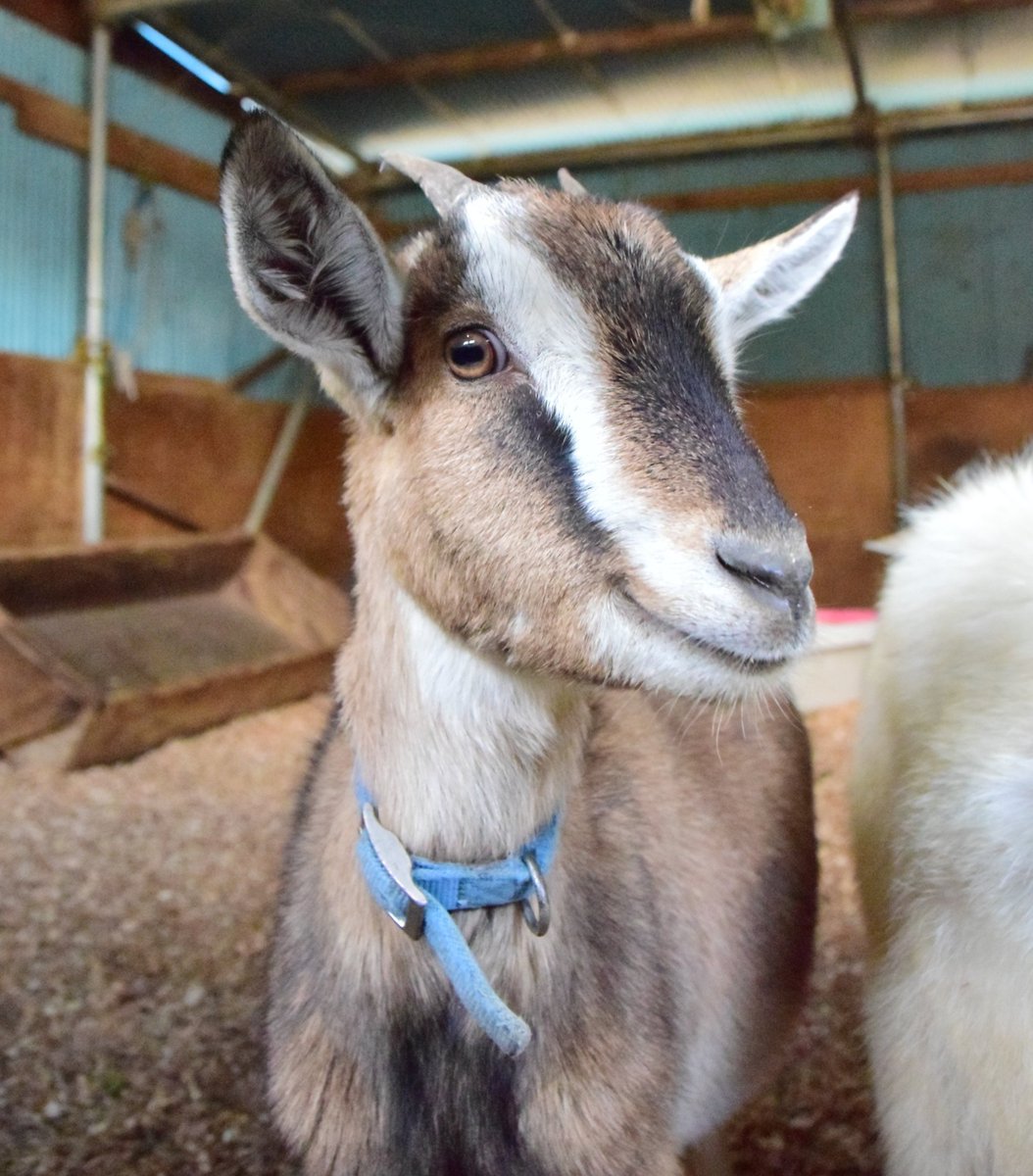 ヤギの人🐐 tweet media