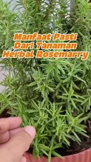 Bukit Farming tweet media