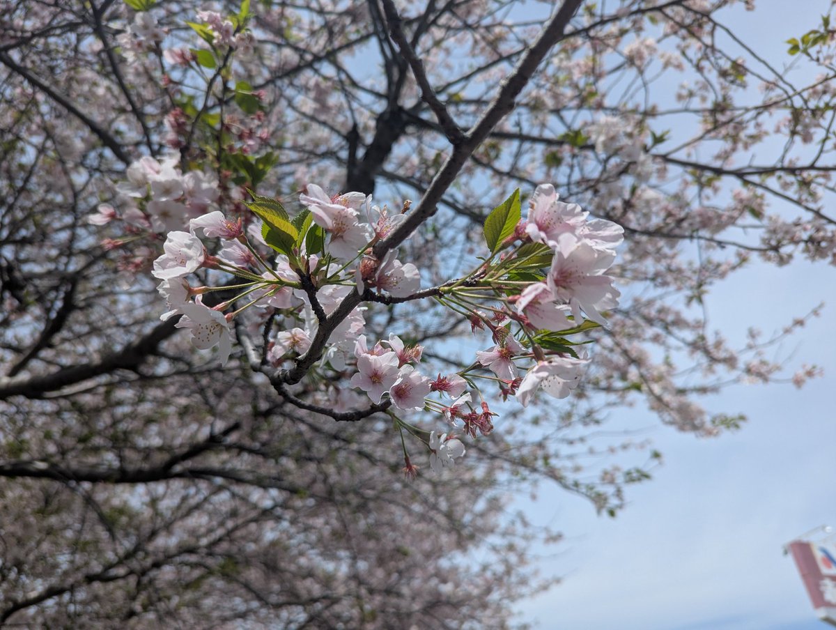 教祖たえ（ネコ真理教）教団幹部ケビソ。 tweet media