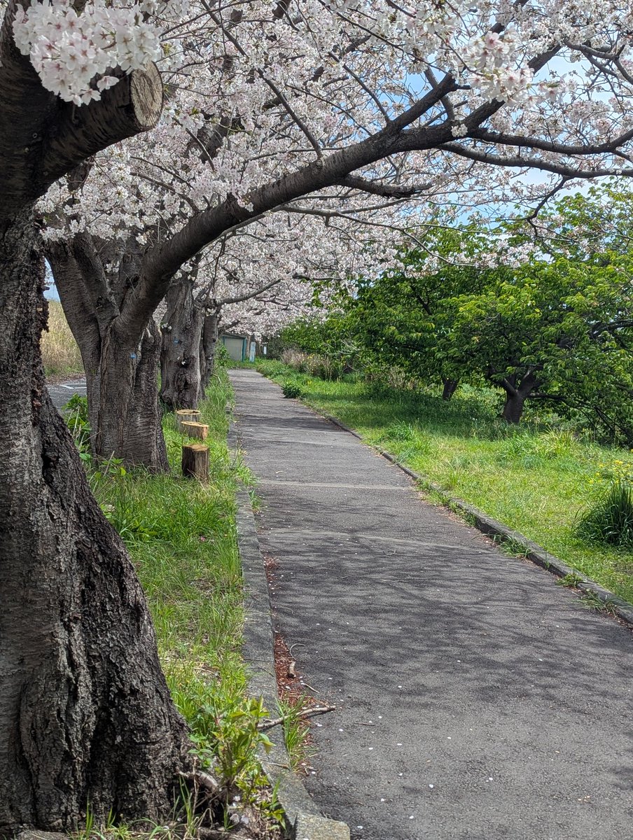 教祖たえ（ネコ真理教）教団幹部ケビソ。 tweet media