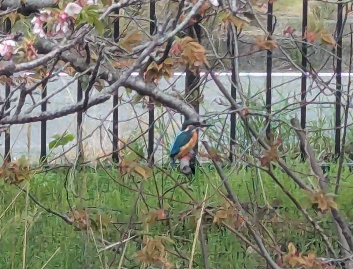 教祖たえ（ネコ真理教）教団幹部ケビソ。 tweet media