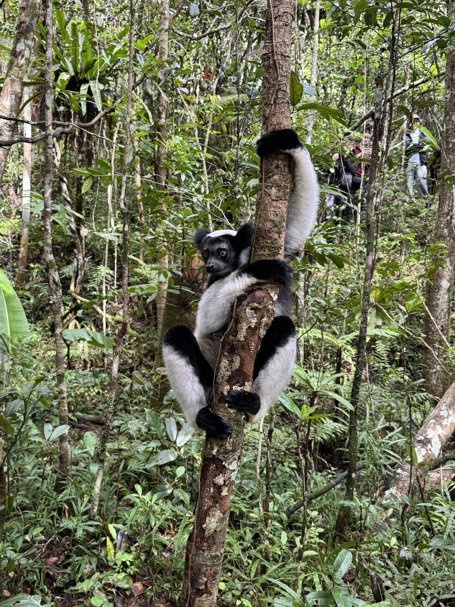 Aurora #LicencedBirdRinger tweet media