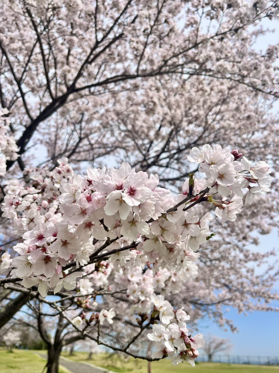 ろく(Roku) tweet media