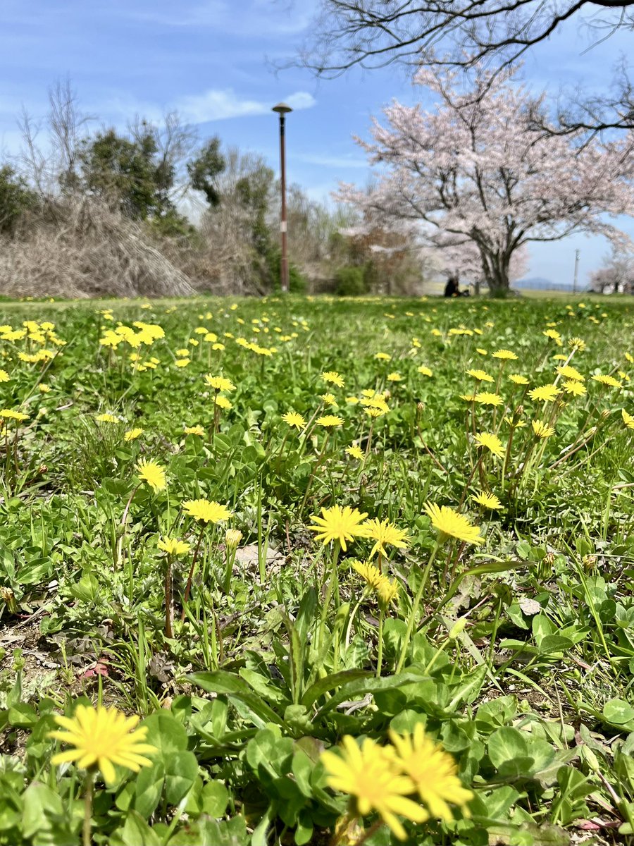 ろく(Roku) tweet media