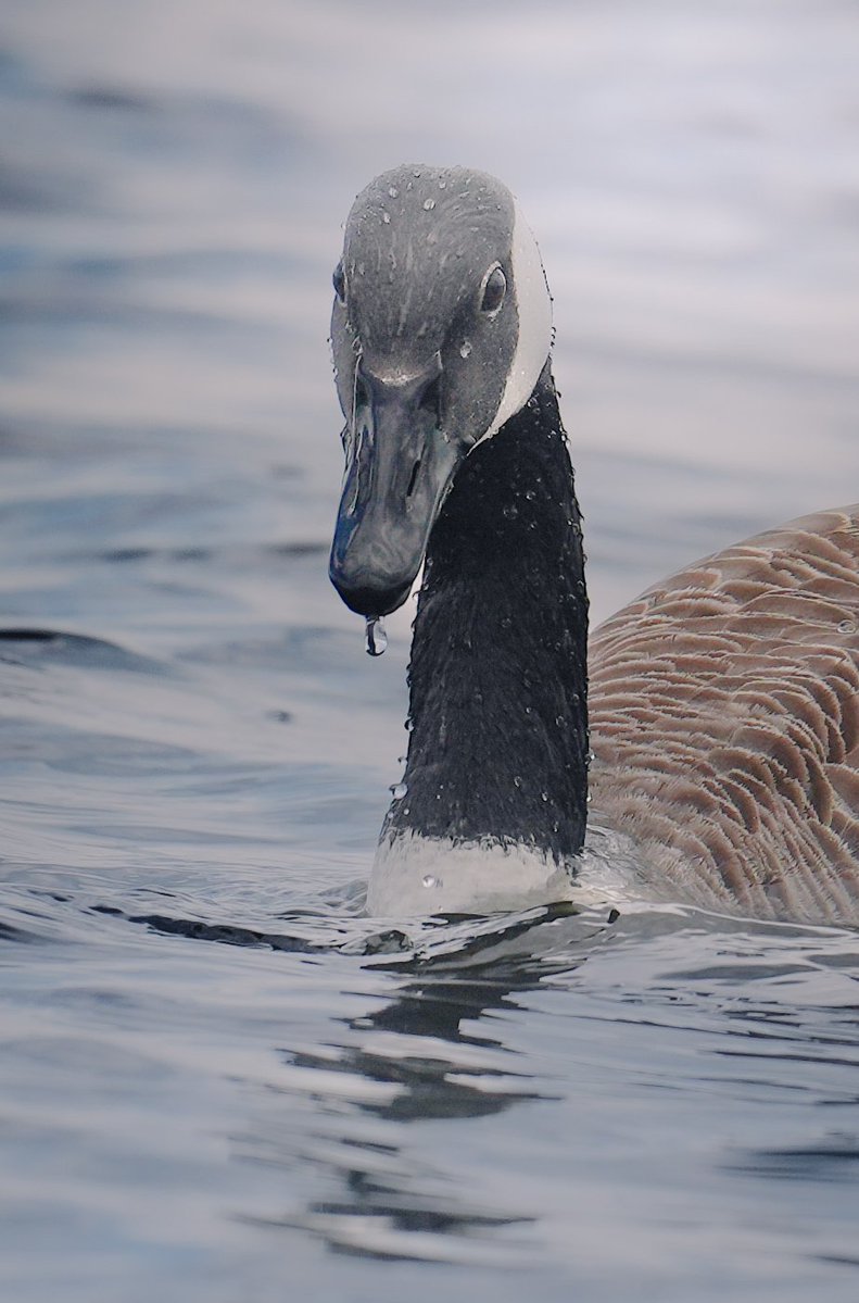 𝗡𝗶𝗵𝗮𝗿 𝗗𝗲𝘀𝗮𝗶 MD, DM tweet media