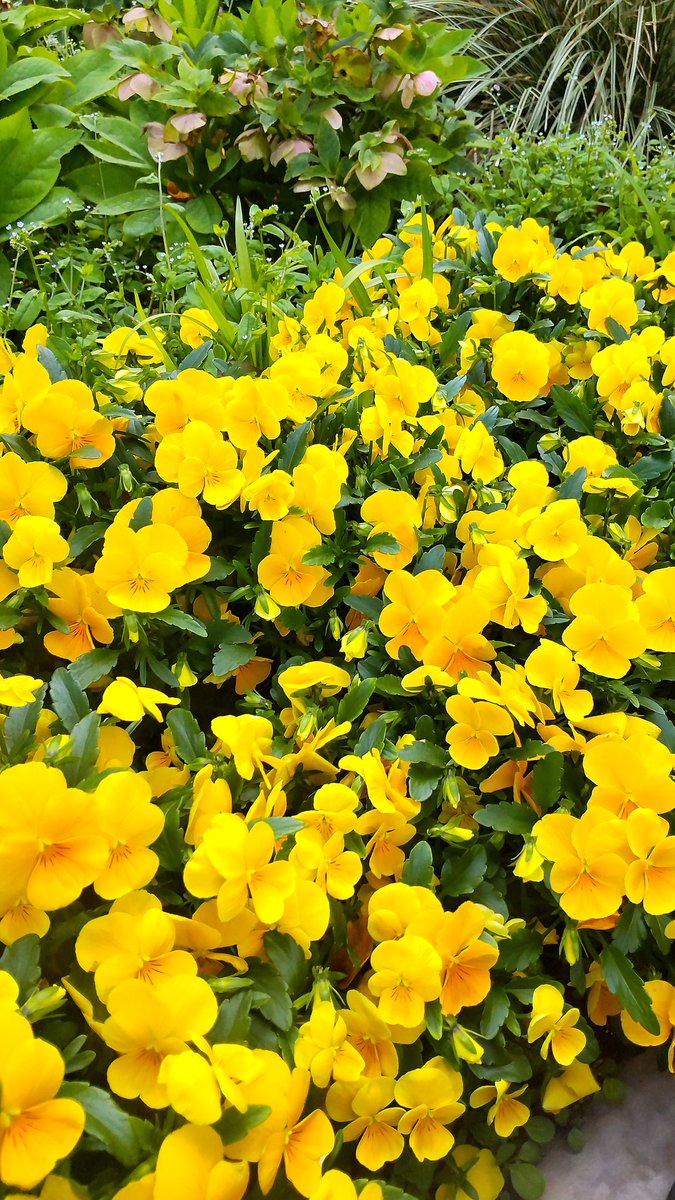 おー花がーわらったー♪
　　とか言う歌を思い出す
見事なビタミンカラー