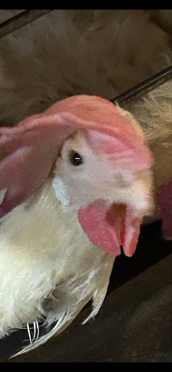 サイケ猫あくびﾀﾝFX🥰 tweet media