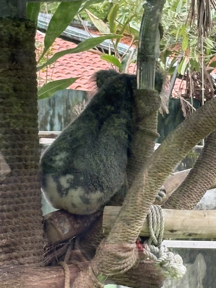 レモンくん@すっぱい tweet media