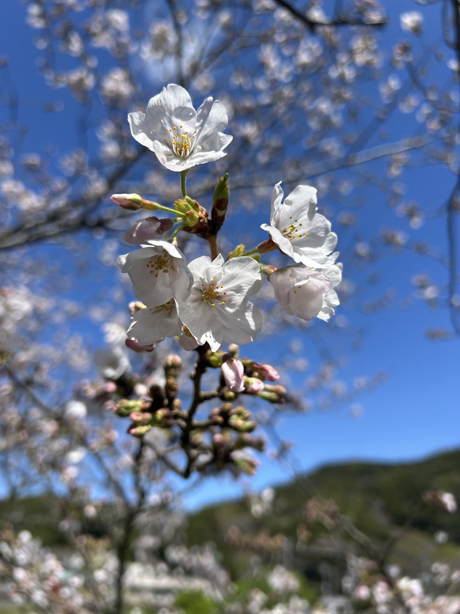 香西 宏昭 | KOZAI Hiroaki , PLY tweet media