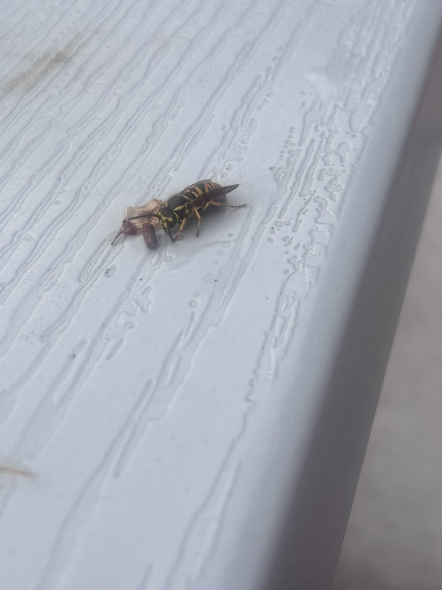 Iona Potapov tweet media