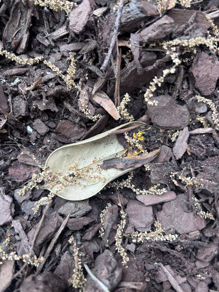 Iona Potapov tweet media