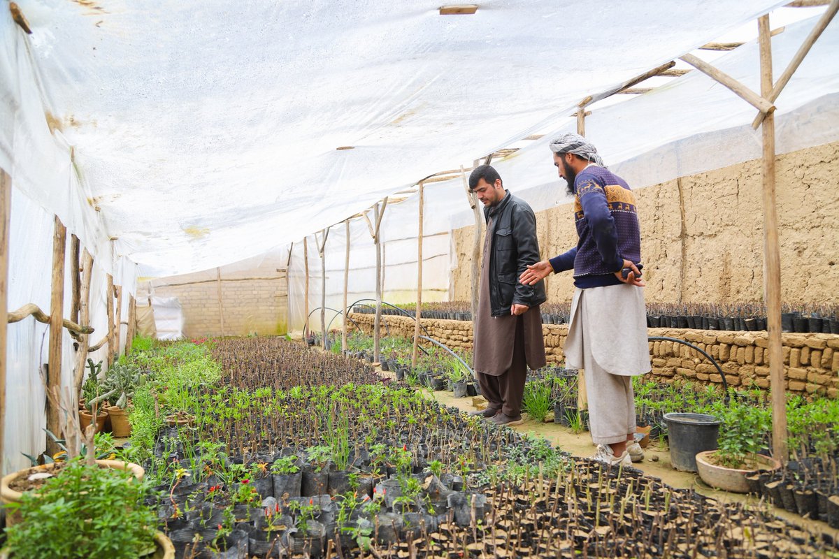 UNDP Afghanistan tweet media