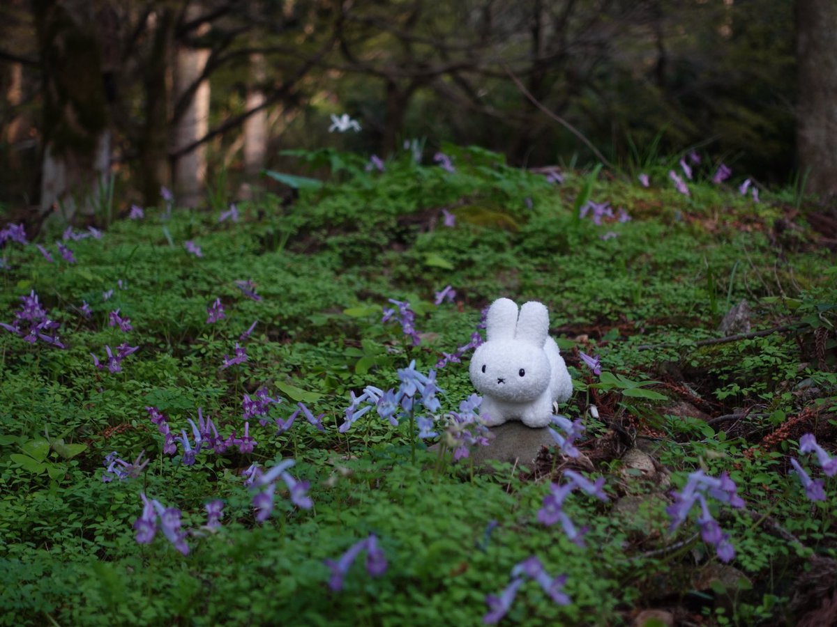 うさぎです tweet media