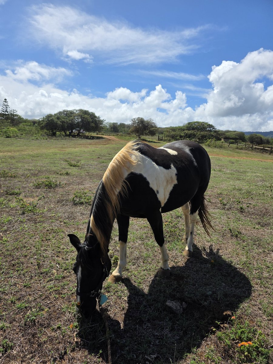 Athena Nalina 🇺🇲🇺🇲🇺🇲🇺🇲🇺🇲🇺🇲🇺🇲 tweet media