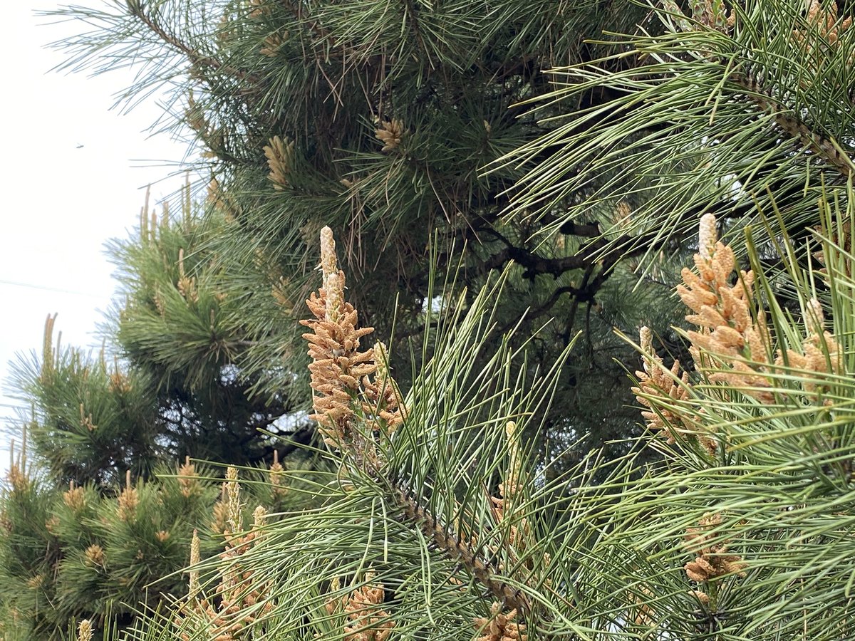 まさい tweet media