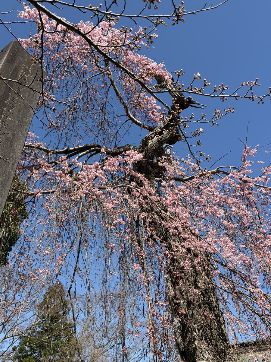 石巻日和山　鹿島御児神社 tweet media
