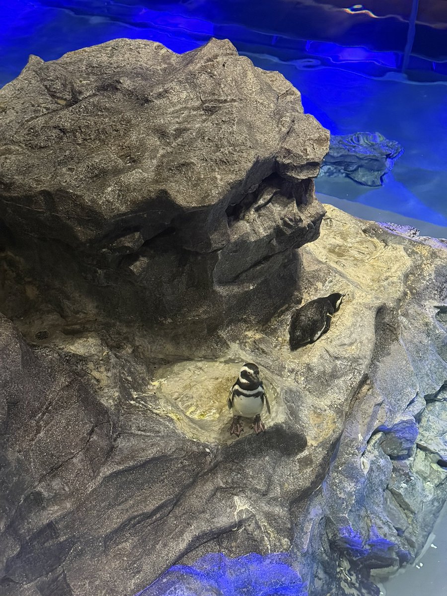 *❅·̩͙ tweet media