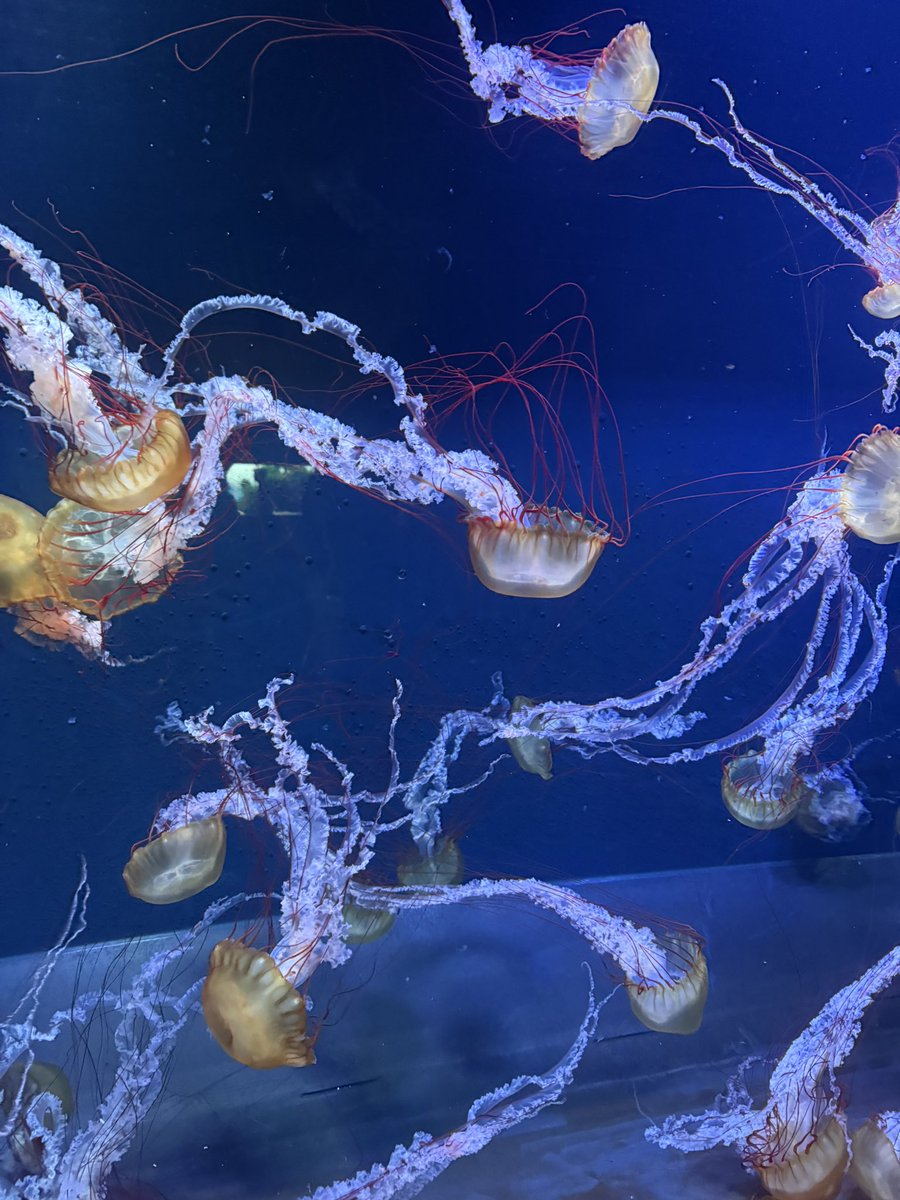 *❅·̩͙ tweet media