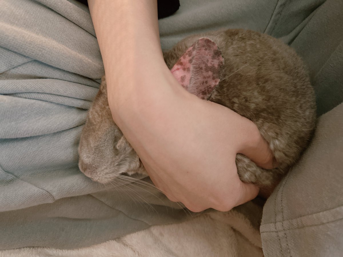 ちーちゃん寝かしつけ検定一級を取得しているので、この顔ちゅぶれぐちゃ寝が1番安心して眠れることは把握済みなのだよ
