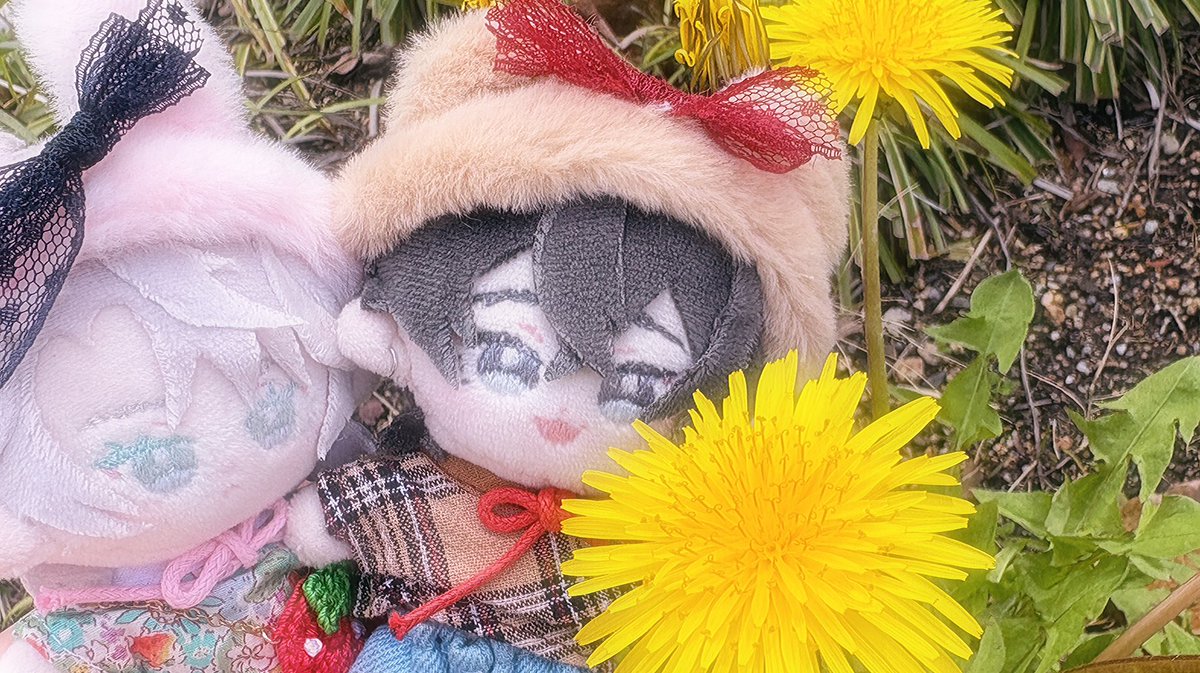 ten0amtk's tweet photo. 満開🌸🌸🌸🌸🌸

でも蜂が怖過ぎて秒で逃��てきた( ߹ᯅ߹ )笑
せっかくだからそこらへんのたんぽぽとも笑

 #ゆきれお  #キスあと https://t.co/gh7WvOJGmR