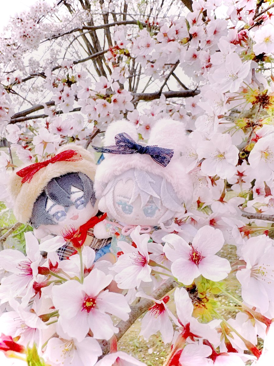 ten0amtk's tweet photo. 満開🌸🌸🌸🌸🌸

でも蜂が怖過ぎて秒で逃��てきた( ߹ᯅ߹ )笑
せっかくだからそこらへんのたんぽぽとも笑

 #ゆきれお  #キスあと https://t.co/gh7WvOJGmR