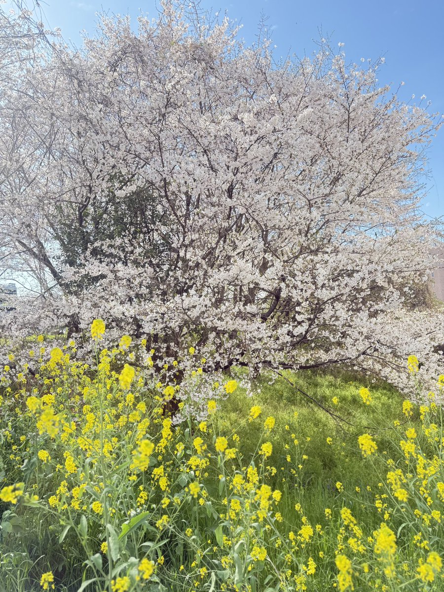 らむらむ tweet media