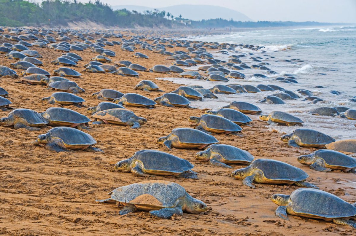 Himanshu Tyagi, IFS tweet media