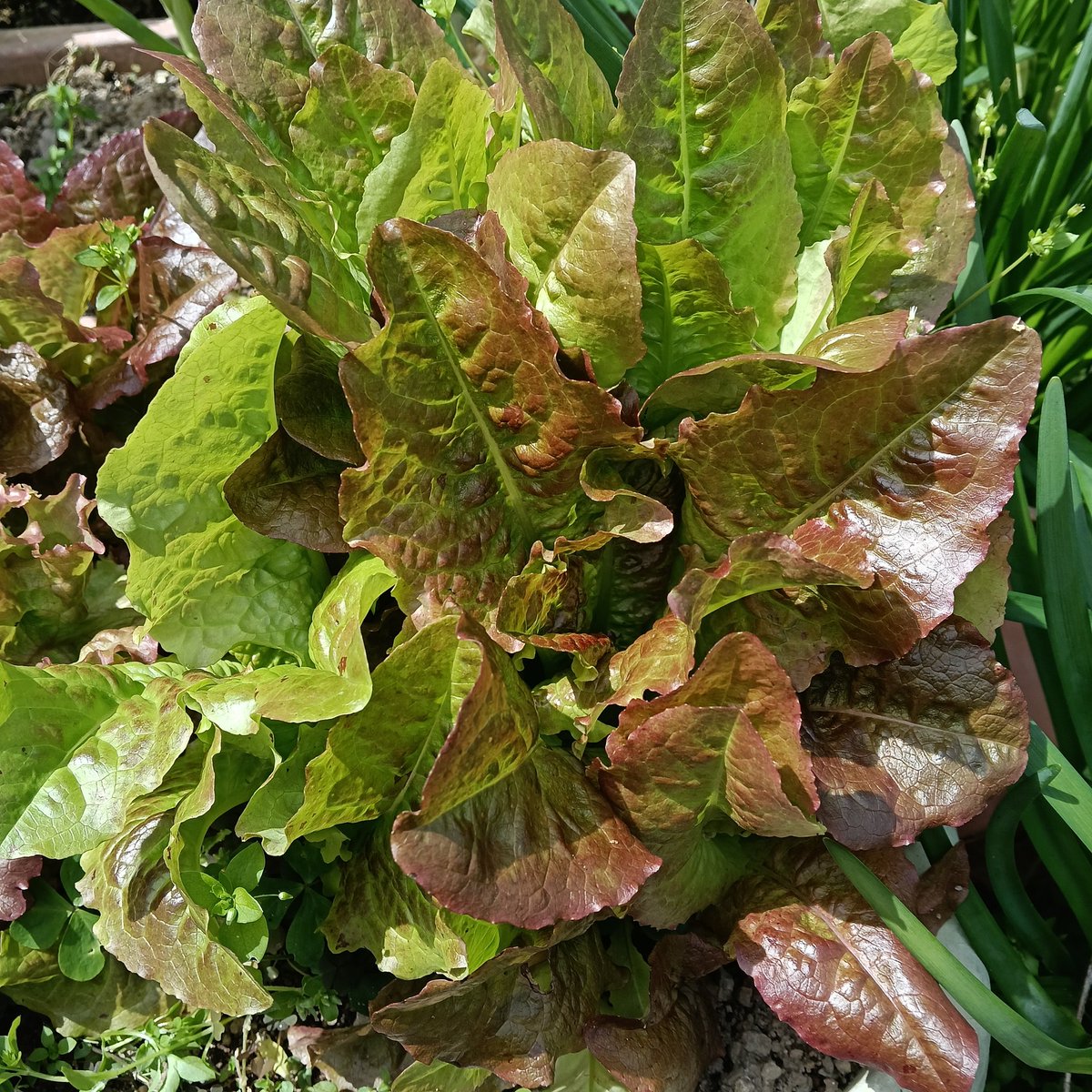 こもれびＦＰ tweet media