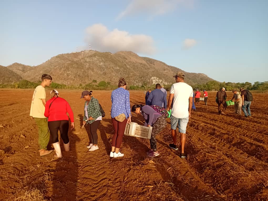 YanelAlejandro's tweet photo. Se continúa trabajando en la #IslaDeLaJuventud #Cuba #HonorYGloria #UnidosXCuba #SentirPinero @DiazCanelB @MMarreroCruz @rlicea_mojena @DrRobertoMOjeda  #ContraLaDrogaSeGana #LaLuchaNoHaCesado #CubaEstaFirme #100AñosConFidel https://t.co/Y6ZTJuub8Y