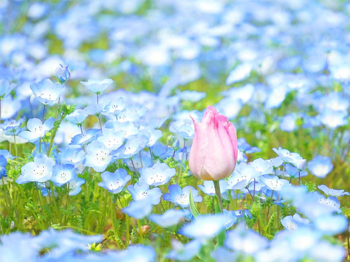 西倉ミト｜SINGLE CAP ART tweet media