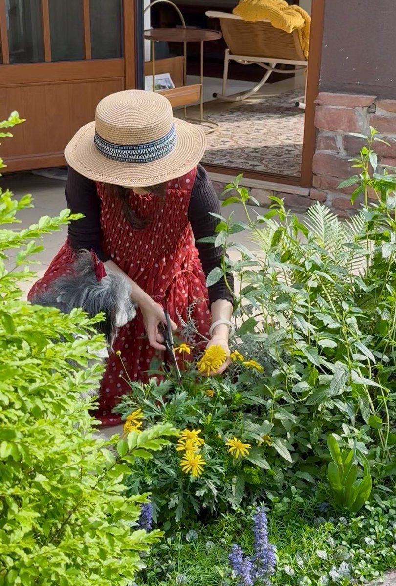 大魔王提莫 tweet media