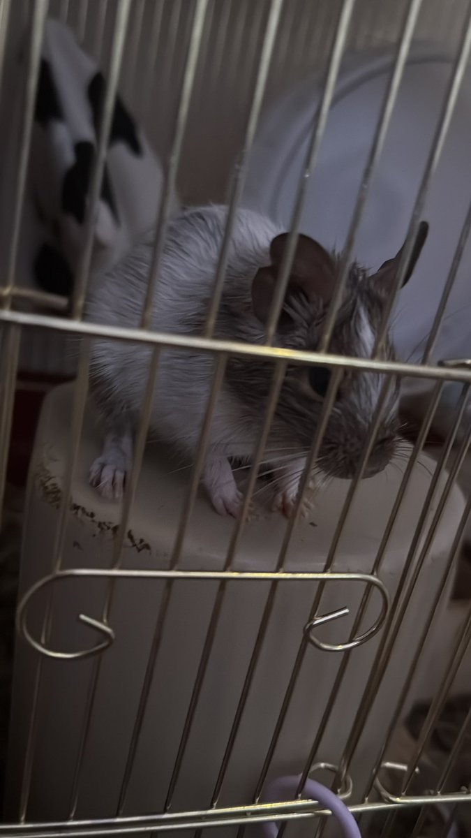 ᥫᩣ ơ̟̤̖̗͖͇̍͋̀͆̓́͞͡😈ơ̟̤̖̗͖͇̍͋̀͆̓́͞͡ᥫ᭡፝֟፝֟♡꙼̈ tweet media