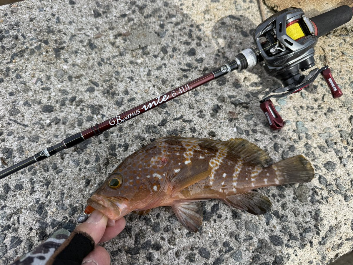 TkzBouzu's tweet image. 父娘淡路島釣行
時間切れ間際の終盤戦でまさかの今日イチ…

27cmのアコウ🤣

穴釣りにも夢がありました😚✨
#Fishman
#ビームスインテ64UL
#また来ます