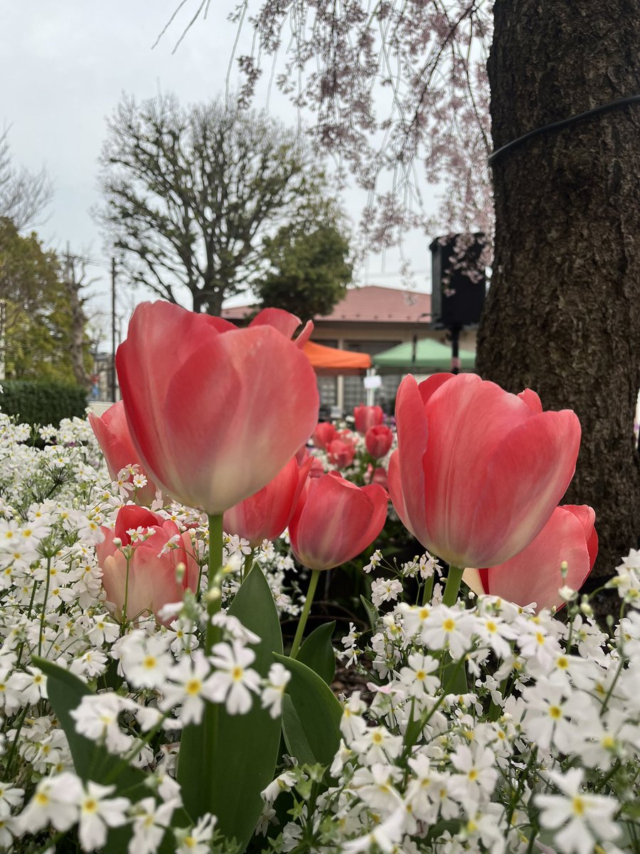 S82333831S's tweet photo. 昨日は、えだきん花*花まつり🌸あの場で交わした“Yell”と“Power”ってきっとその瞬間だけじゃなくて、これからも誰かの力になる気がする。
えだきん商店街は、自分にとって地域活動の原点であり大切な故郷の1つです✨
#都筑区 #えだきん商店街 #EDK #お花見スポット https://t.co/BQr2bx3PHv