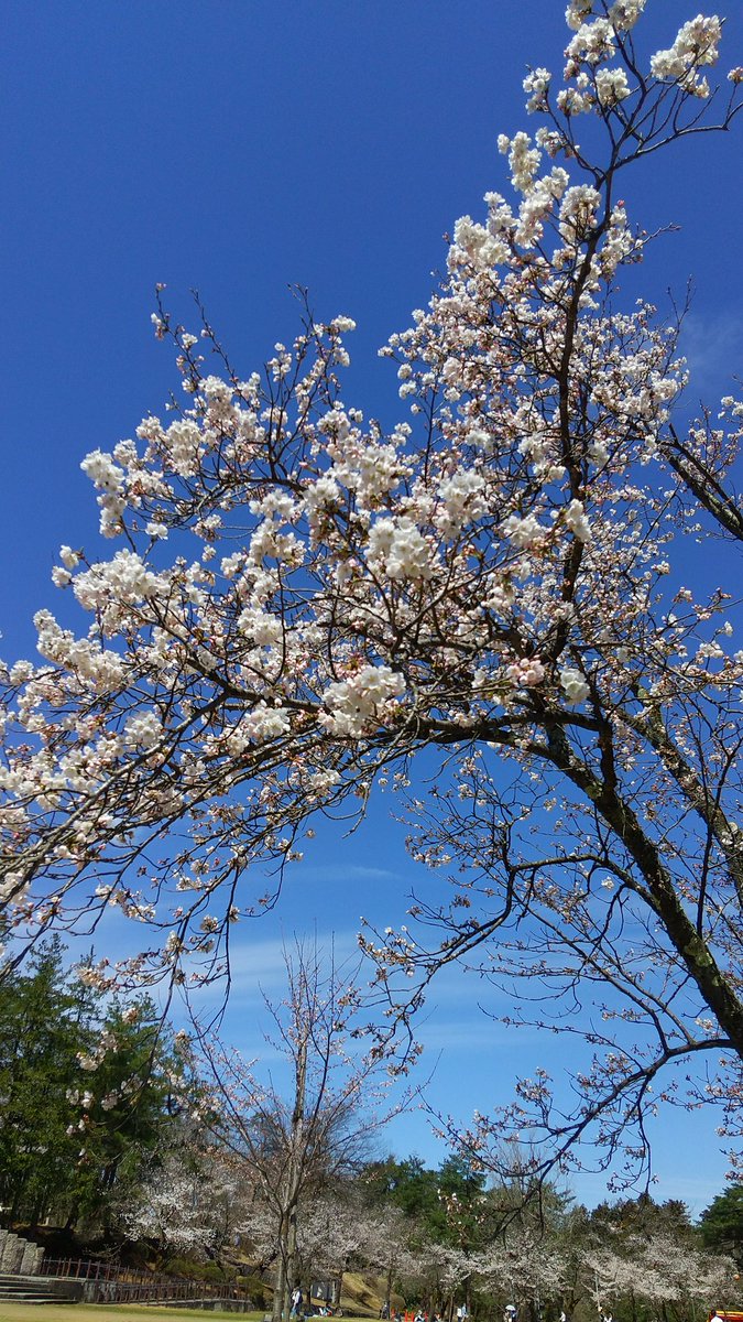 でぃー tweet media