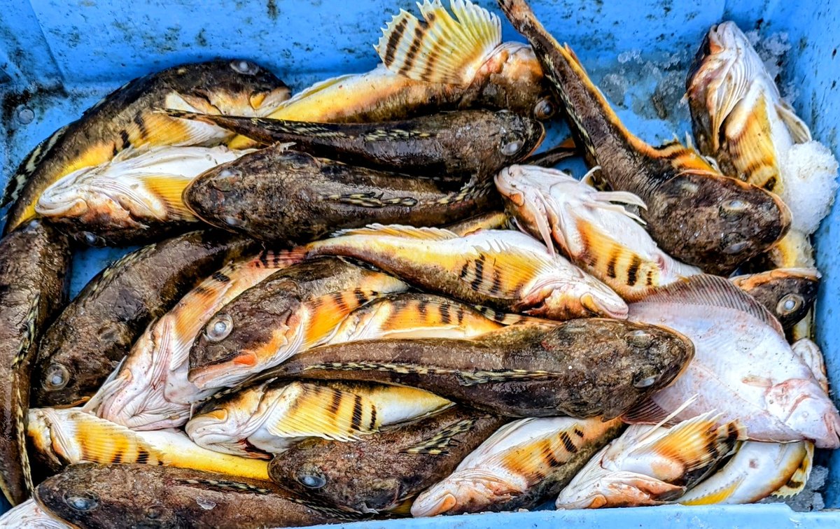 おにぎり tweet media