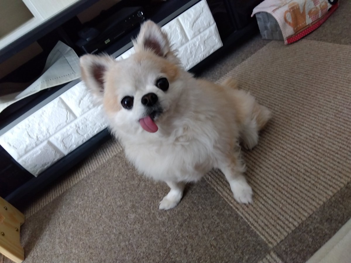 チワワの浩太＠うさむぎいぬもぐ tweet media