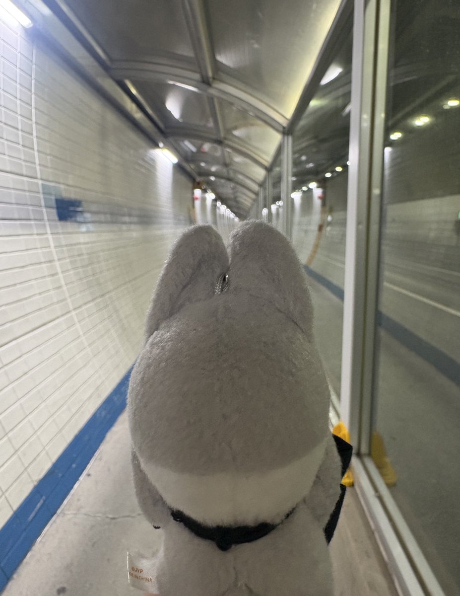 るん🐺 tweet media