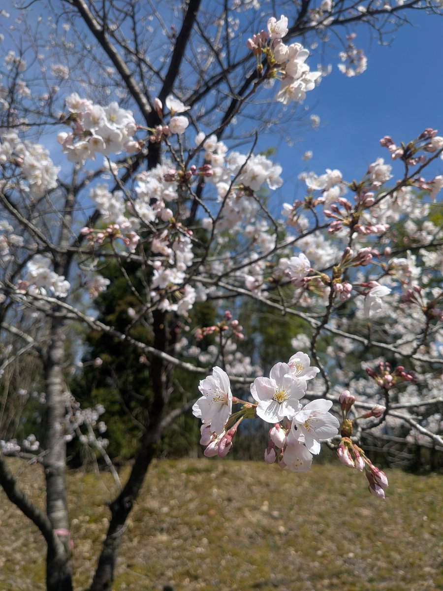 散る前に拝めました満足です🌸