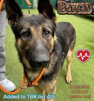 SabaMekaZeus's tweet image. 🆘 CRITICAL in #NorthEast 🇺🇸

🚨URGENT: RESCUE 🛟 ONLY 🐕

BOREAS is a Stunningly Beautiful 2 yr old #GermanShepherd who urgently needs a FOSTER in the NorthEast* to enable a Rescue to save Him from New☠️York ACC 

* From MAINE to VIRGINIA 🏡

To covers the costs of Rescue, he