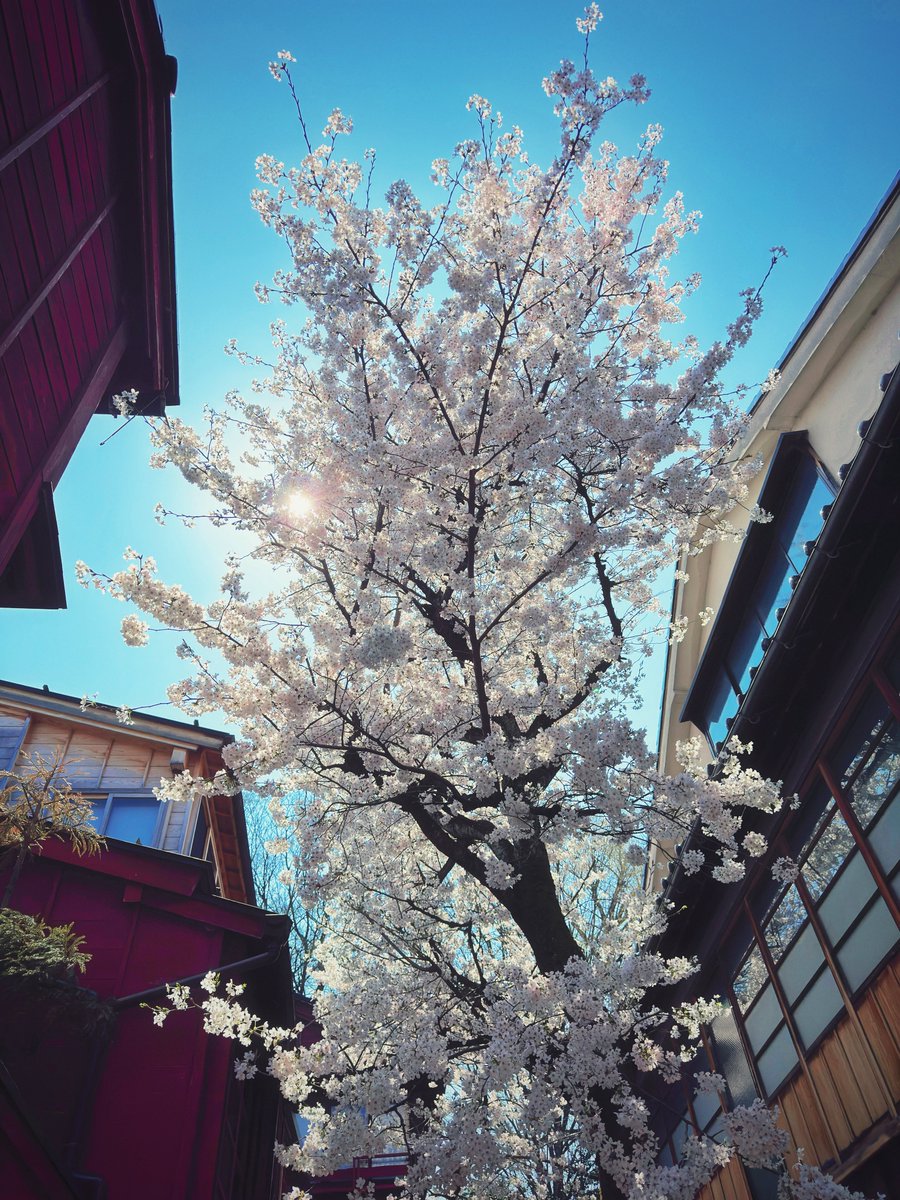 theendroll_next's tweet photo. こんにちは(ΦωΦ)ฅ
僕の住んでいるとこ満開です🌸
今週もごゆるりと https://t.co/RNOySkvKcv