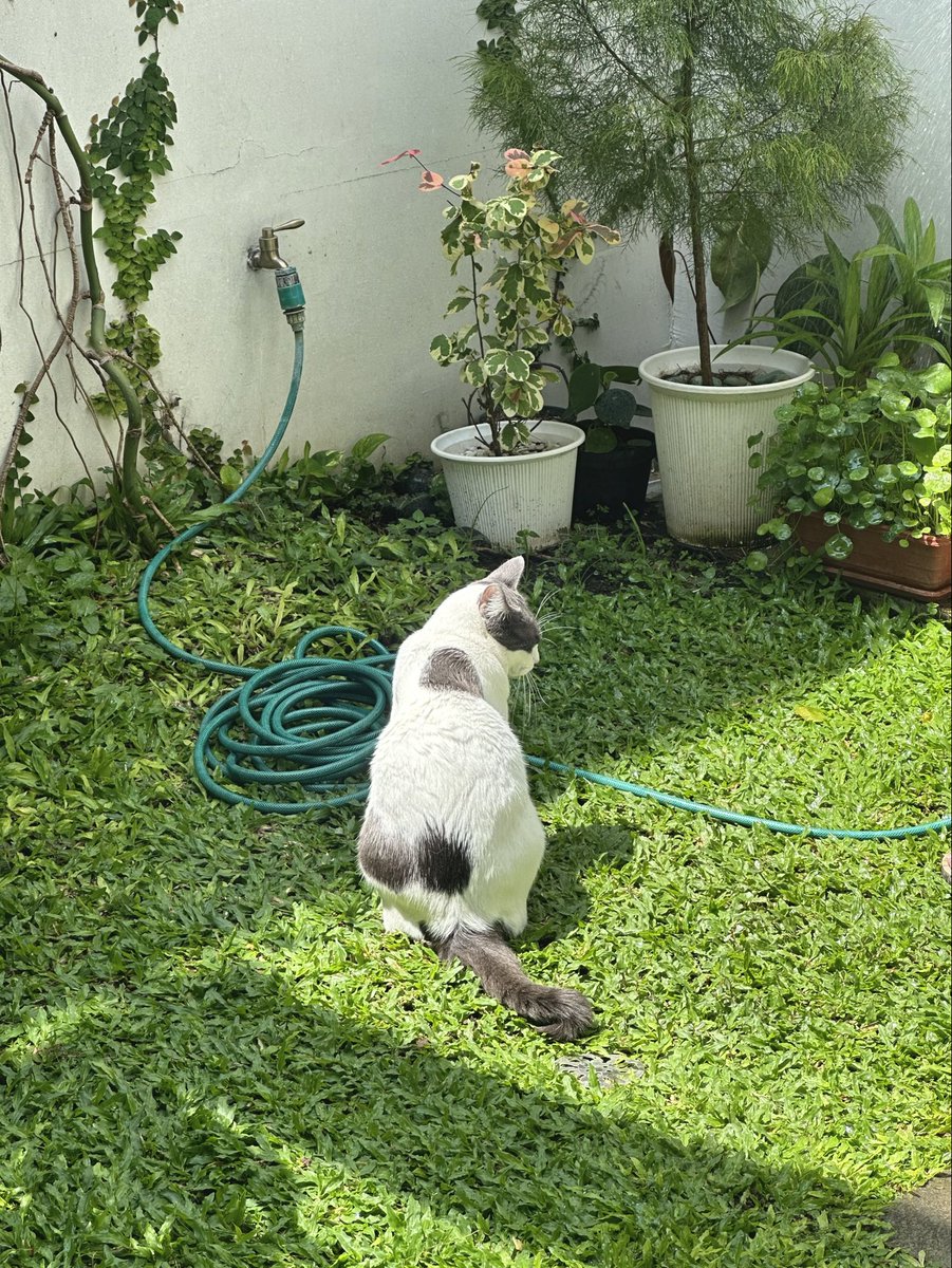 Mikuchan🐰 tweet media