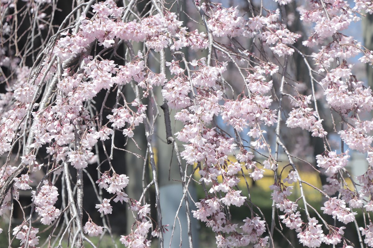 三春まちづくり公社 観光部（三春滝桜） tweet media