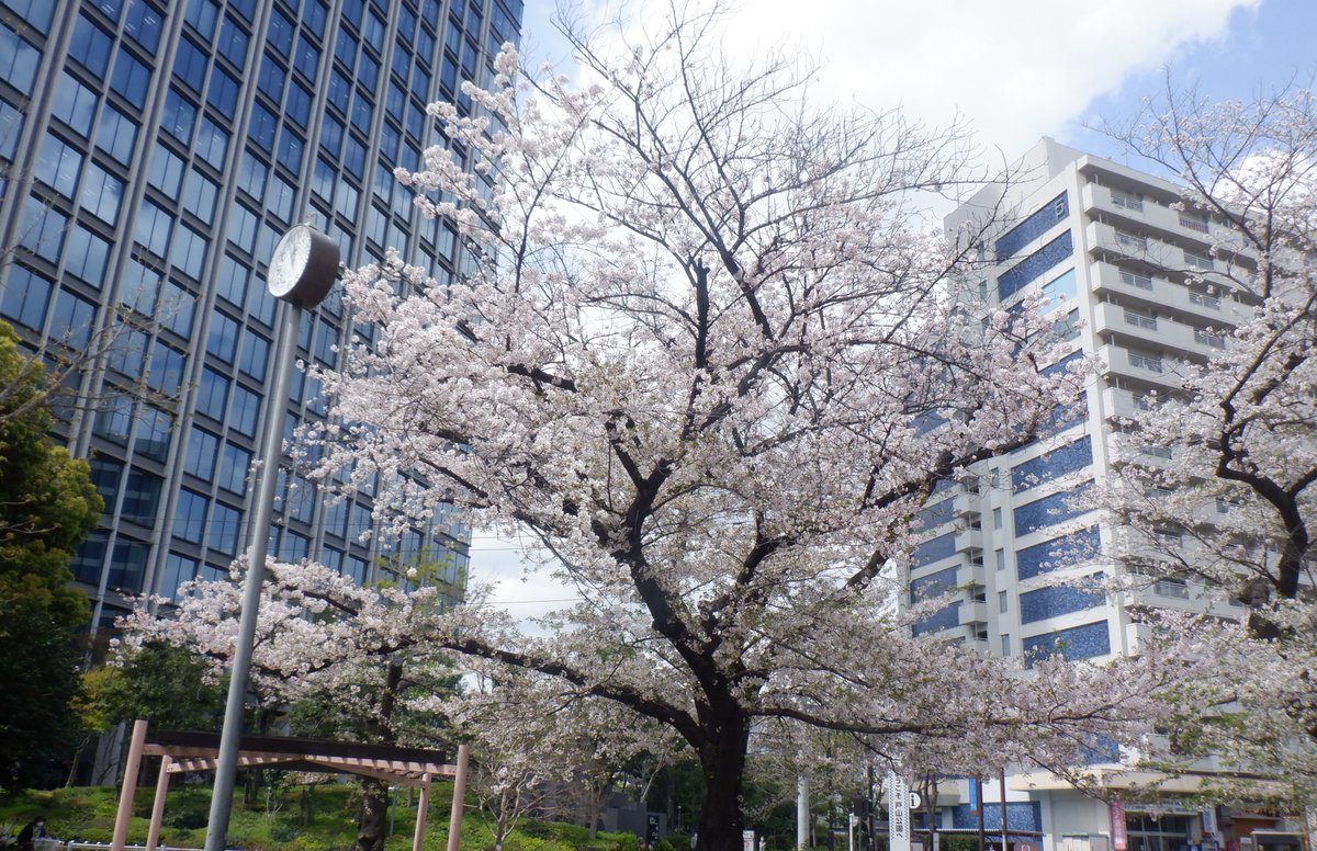都立戸山公園　園長の採れたて情報 tweet media